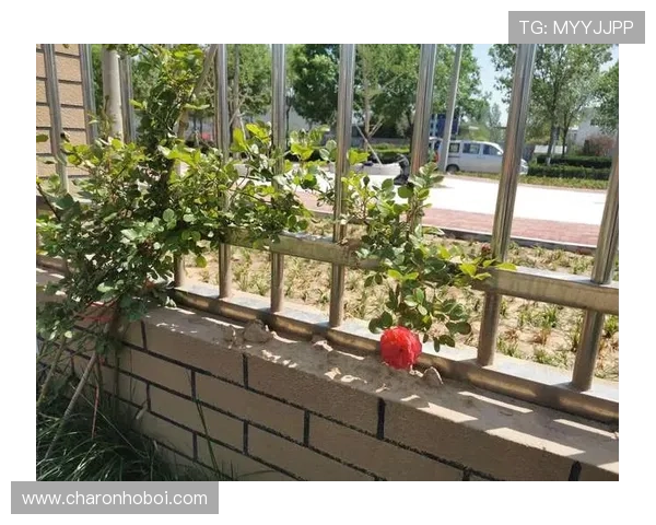 开云体盲的全面解析：什么是开云体盲以及如何有效避免和改善